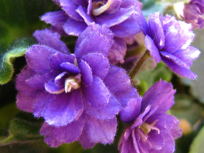 2317751160075666569BWVBOi_fs - Violete