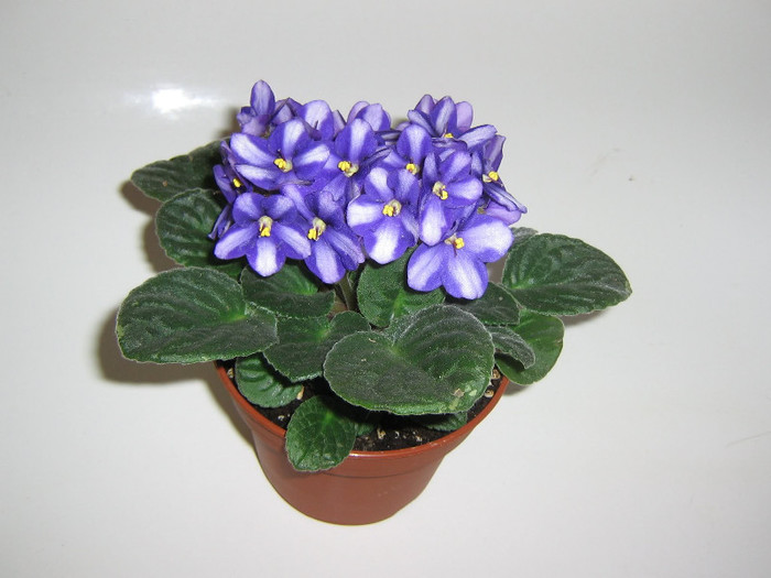 2324807840075666569RVjUDS_fs - Violete