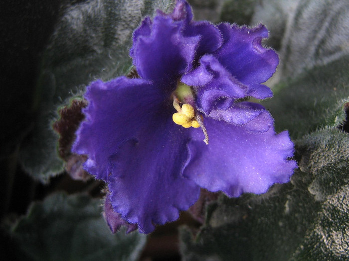 2326357540075666569UypPBt_fs - Violete