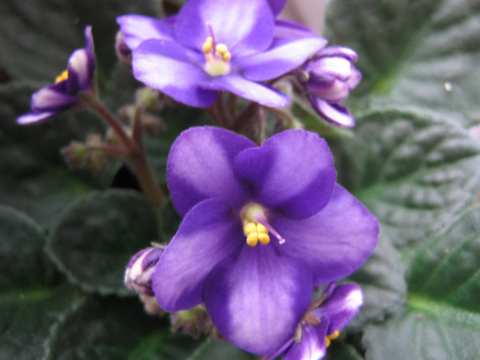 2327639180075666569gApYUx_fs - Violete