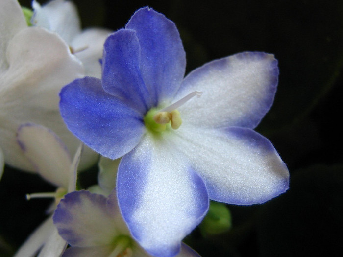 2330082330075666569ebzbuO_fs - Violete