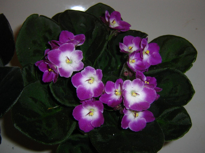 2337952290075666569OUhEtu_fs - Violete