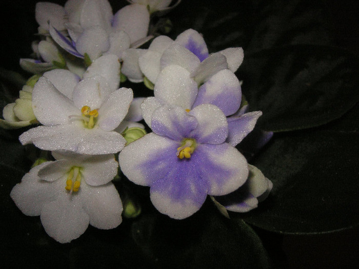 2343043900075666569PqqyUn_fs - Violete