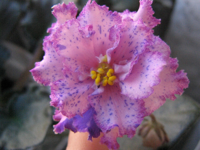 2346801130075666569MhBTZq_fs - Violete