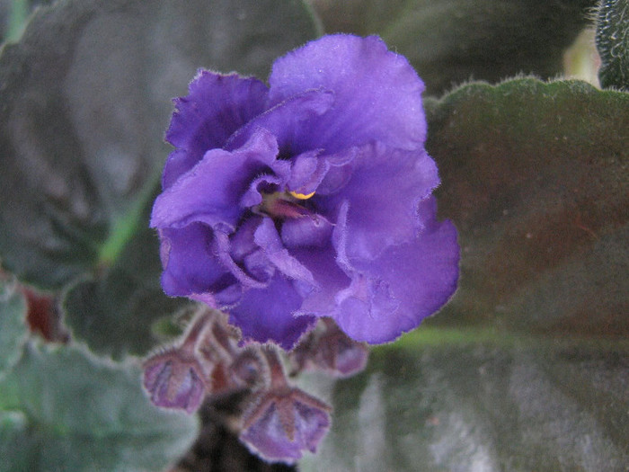 2351209490075666569zTechm_fs - Violete