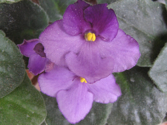 2365608260075666569UGixwe_fs - Violete
