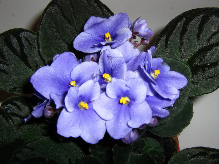 2376072400075666569YyRlwD_fs - Violete