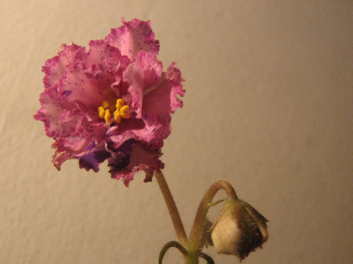 2381154880075666569ZbmNrW_fs - Violete