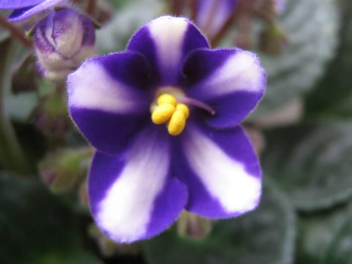 2418083380075666569sBmovl_fs - Violete