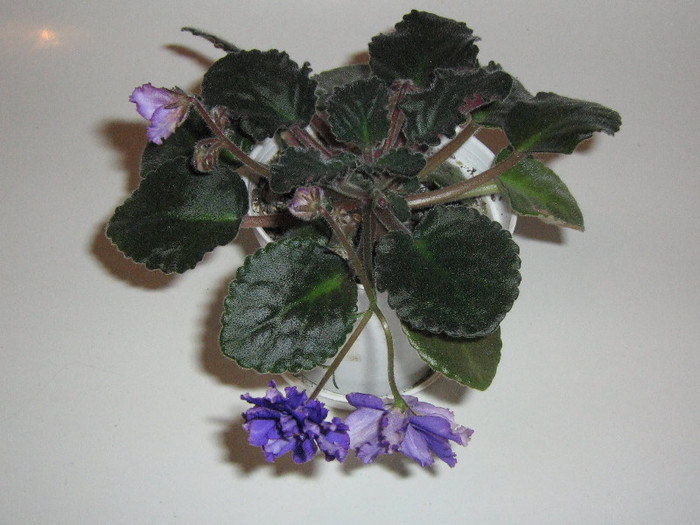 2418501980075666569TgDdvY_fs - Violete