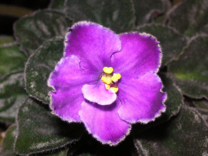 2422079720075666569lWPnIA_fs - Violete