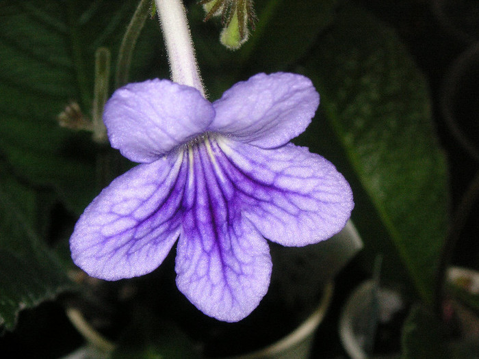 2016631720075666569UJcJHS_fs - Streptocarpus