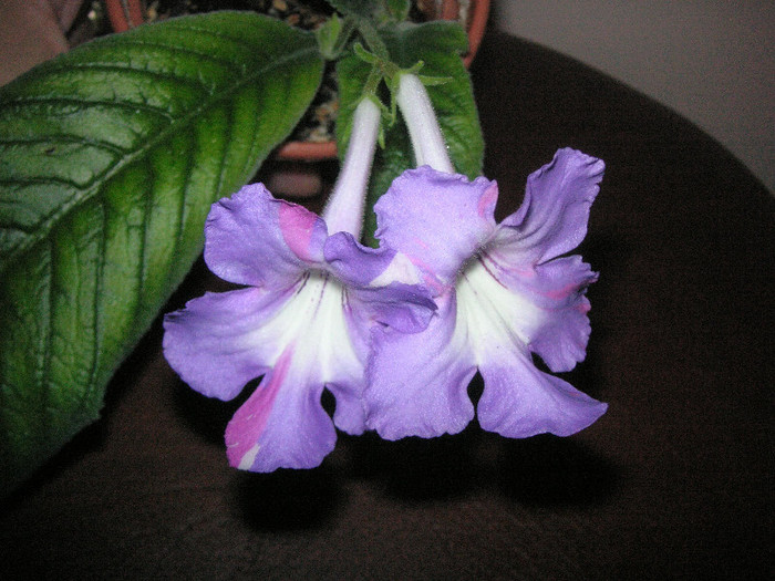 2039139620075666569CYCJIq_fs - Streptocarpus