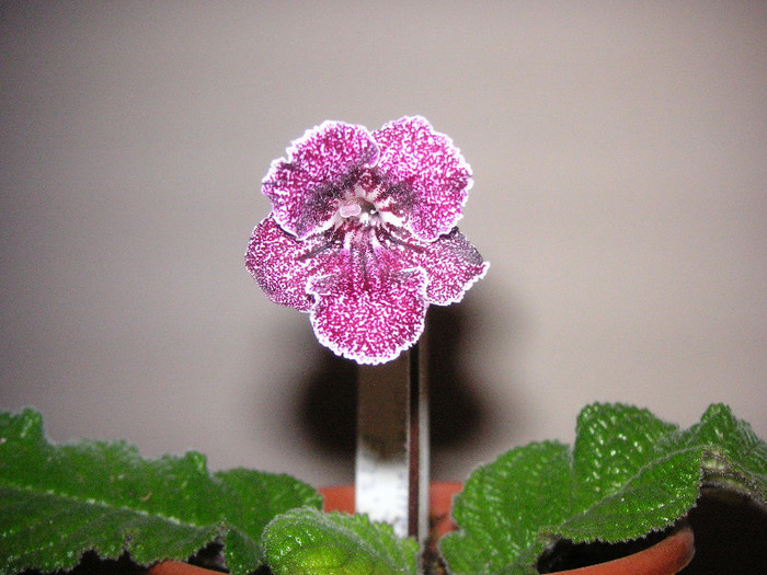 2045636840075666569lKcdXV_fs - Streptocarpus