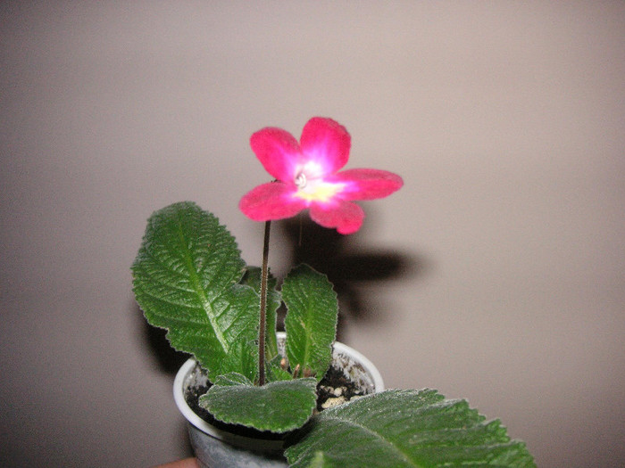 2056543220075666569NzcTXS_fs - Streptocarpus