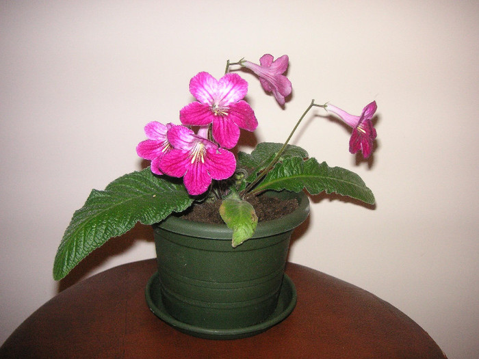 2069103240075666569xzQjDY_fs - Streptocarpus