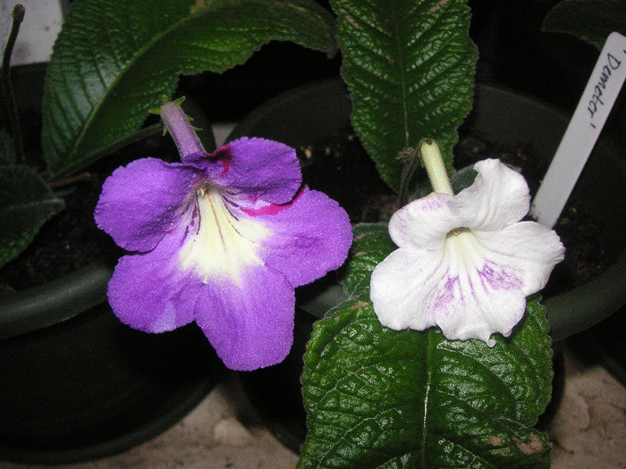 2080520990075666569FBpUPQ_fs - Streptocarpus