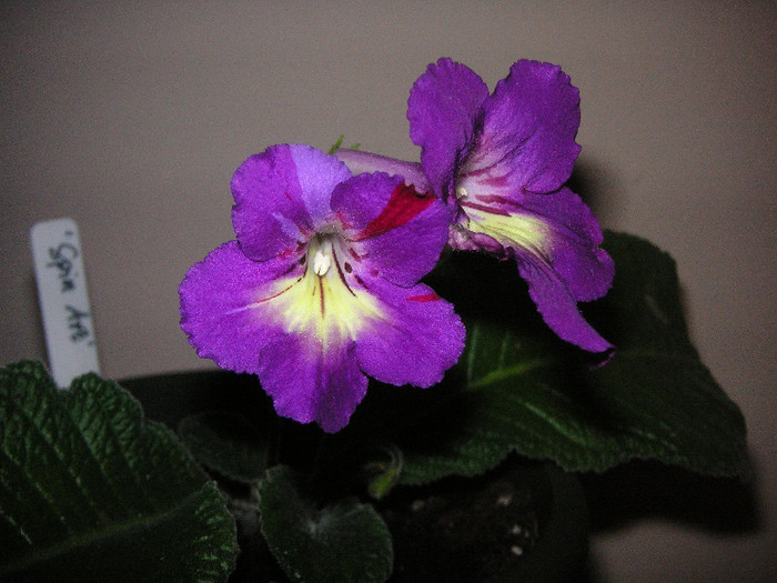 2085195340075666569PwIvil_fs - Streptocarpus