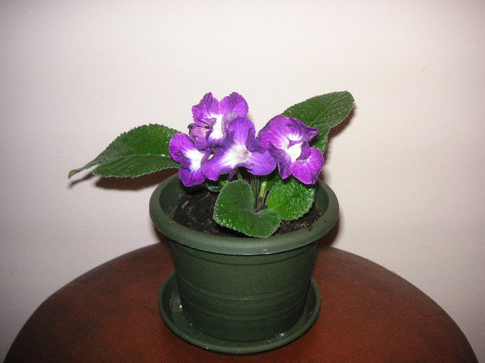 2107274730075666569BwrZam_fs - Streptocarpus