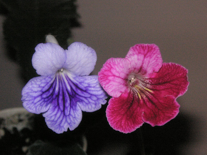 2121665770075666569hHccbg_fs - Streptocarpus