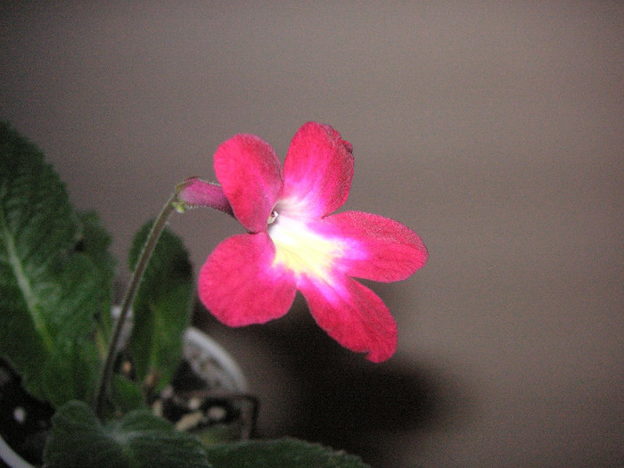 2138850730075666569PwSkyS_fs - Streptocarpus