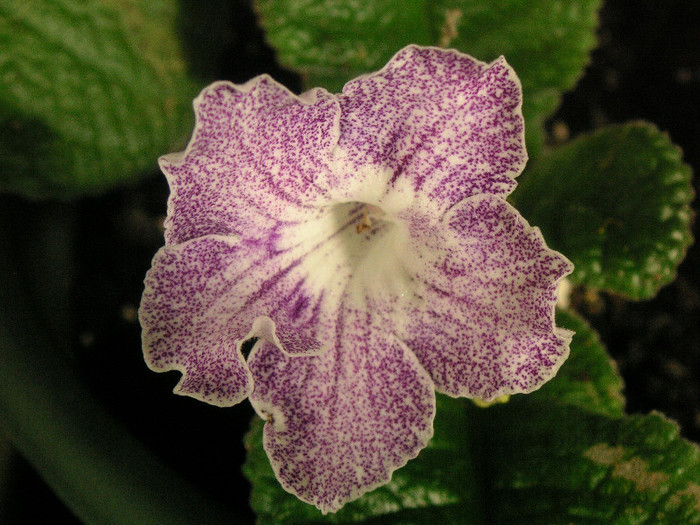 2148032530075666569mXbObS_fs - Streptocarpus