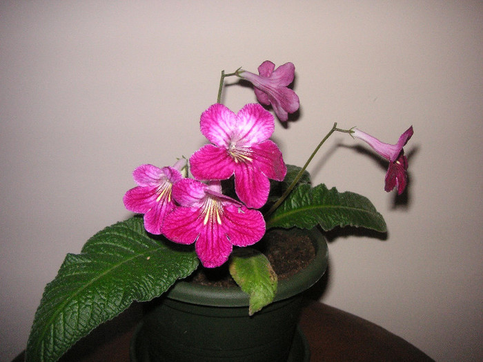 2258329800075666569VsSolq_fs - Streptocarpus