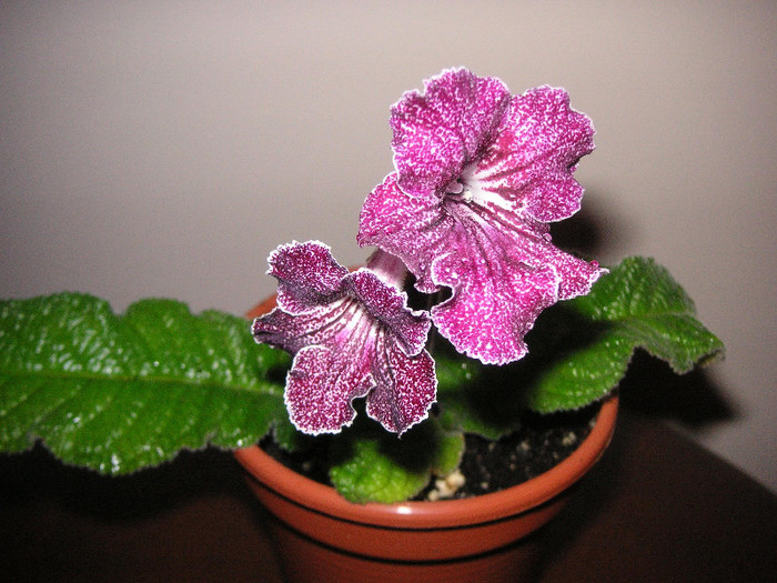 2259329250075666569qUYPPZ_fs - Streptocarpus