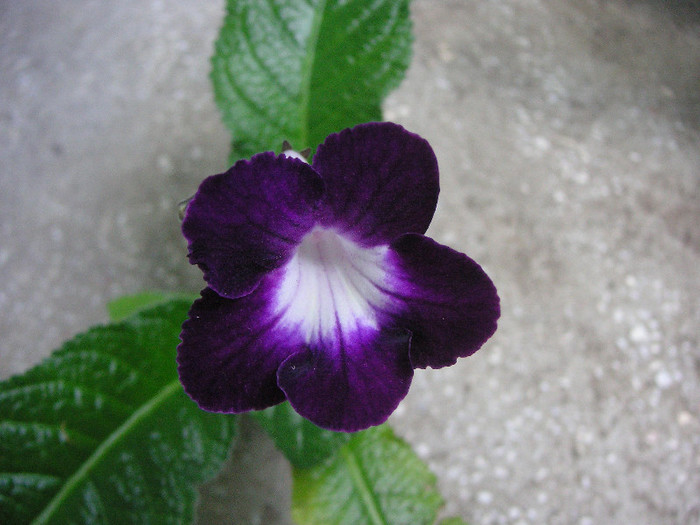 2305662490075666569PsOnBo_fs - Streptocarpus