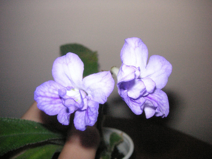 2310493730075666569GZvQgh_fs - Streptocarpus