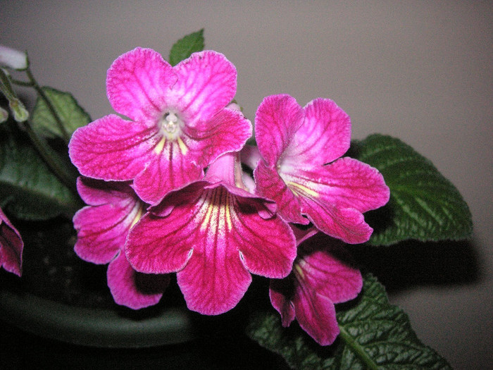 2318964950075666569GcqCPq_fs - Streptocarpus
