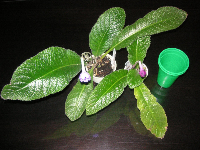 2344095360075666569xQQNZR_fs - Streptocarpus