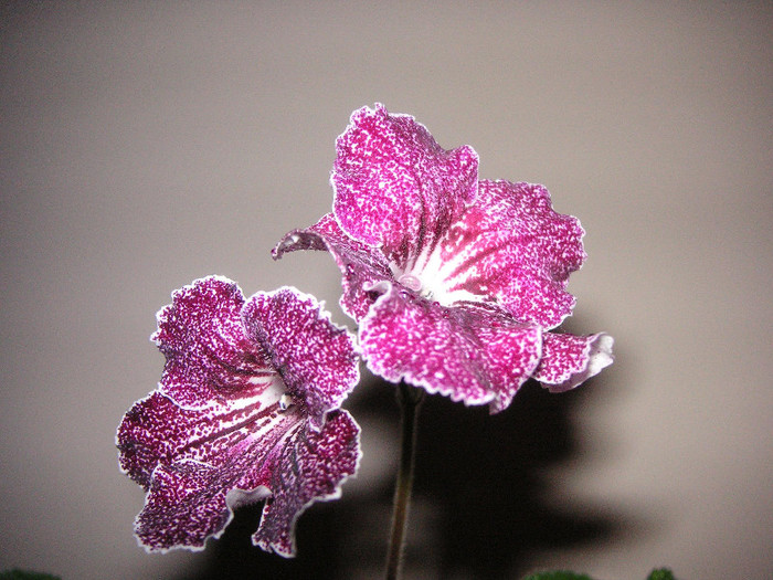 2358275970075666569hwluwf_fs - Streptocarpus