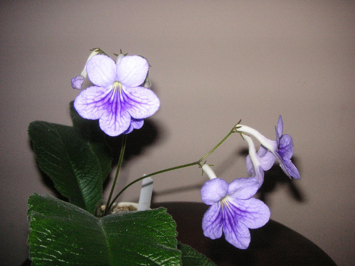 2384824580075666569zgkAdu_fs - Streptocarpus