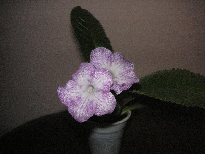 2392901450075666569frjHsi_fs - Streptocarpus