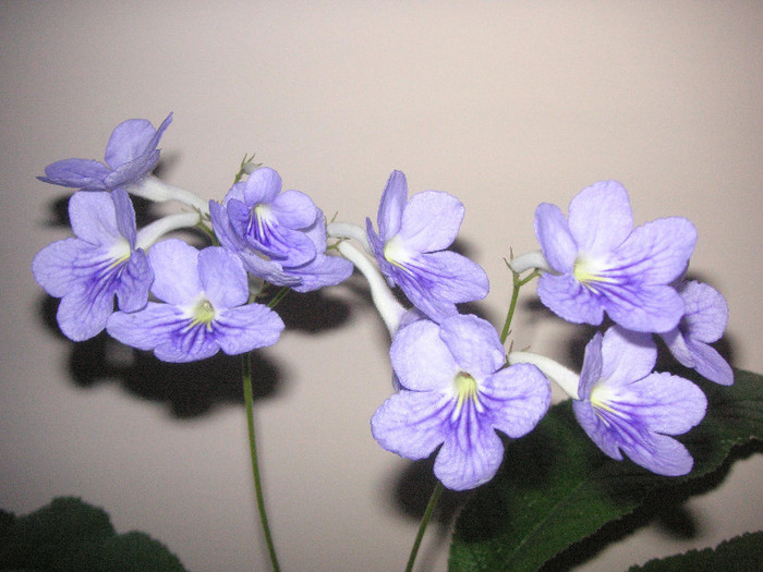 2393478270075666569hNycTE_fs - Streptocarpus