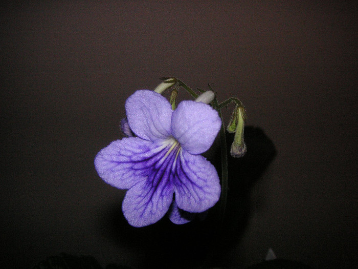 2405205220075666569TkZlQf_fs - Streptocarpus