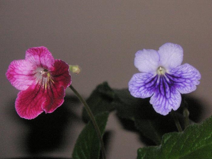 2466443460075666569DaRSgO_fs - Streptocarpus