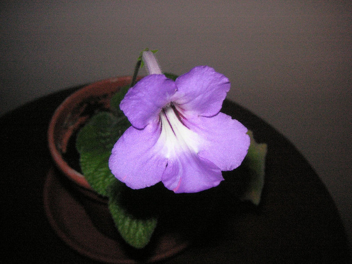 2486398830075666569PtBAYZ_fs - Streptocarpus