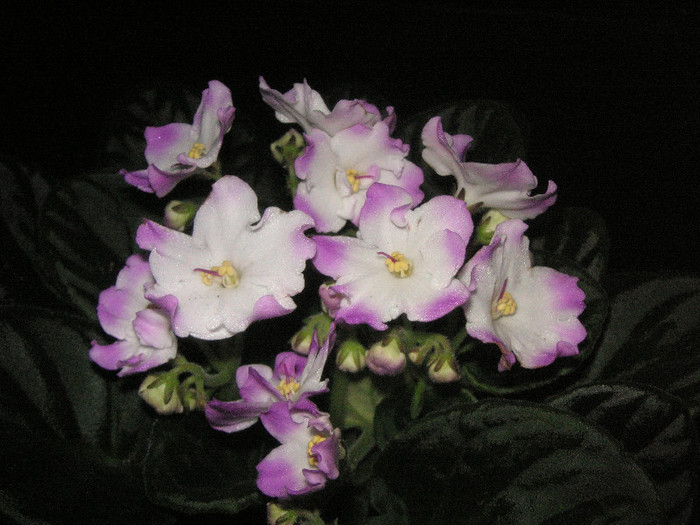2772118970075666569jnvIvA_fs