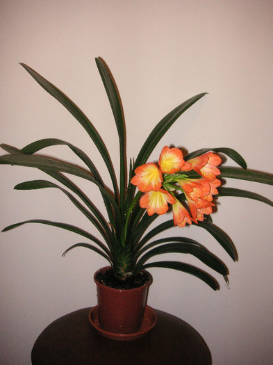 2712455670075666569NerMrZ_fs