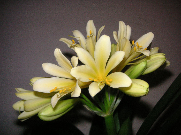 2808889410075666569PwAydr_fs