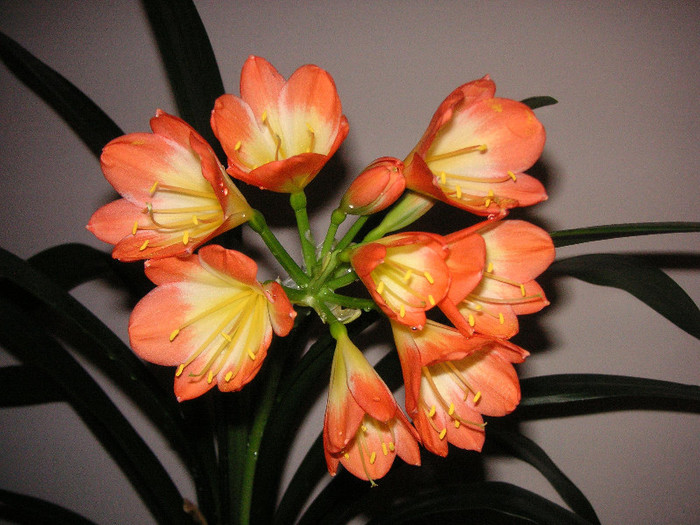 2896014020075666569SbskSW_fs - Clivia