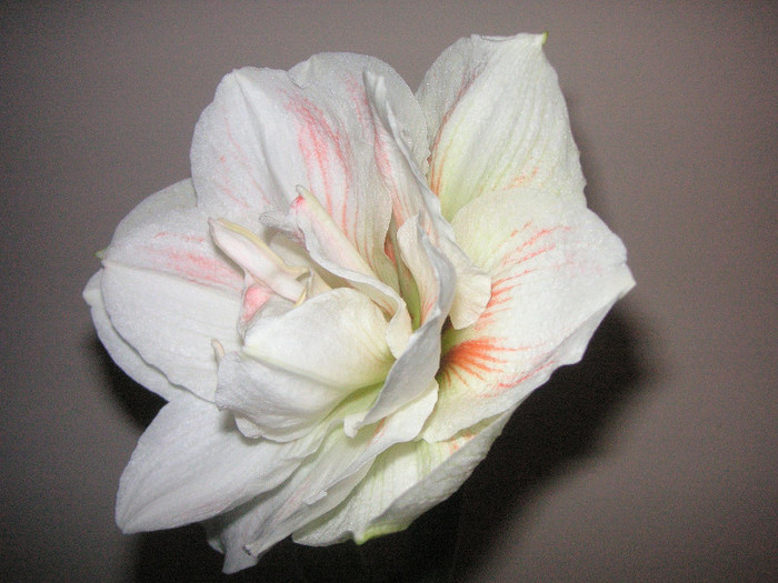 2984417230075666569JPlVst_fs