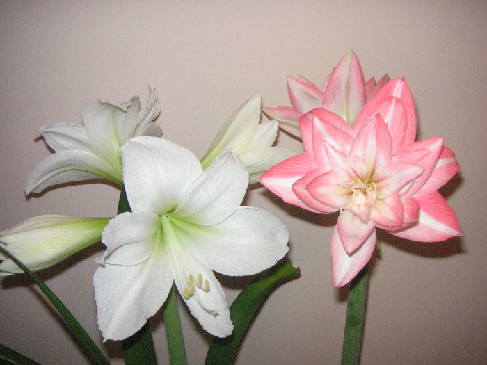 2004466120075666569rZNZkN_fs