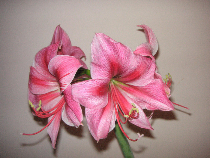 2036753530075666569LBRnMd_fs