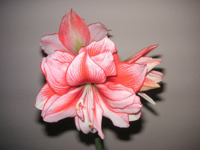 2067863760075666569WKjKKx_fs