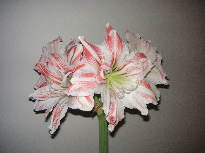 2237942420075666569gNXBaH_fs - Hippeastrum II