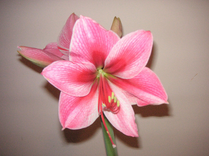 2239234170075666569eWwjCL_fs - Hippeastrum II