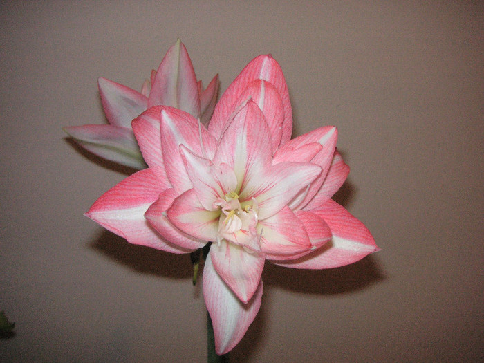 2255247340075666569Zelmdw_fs